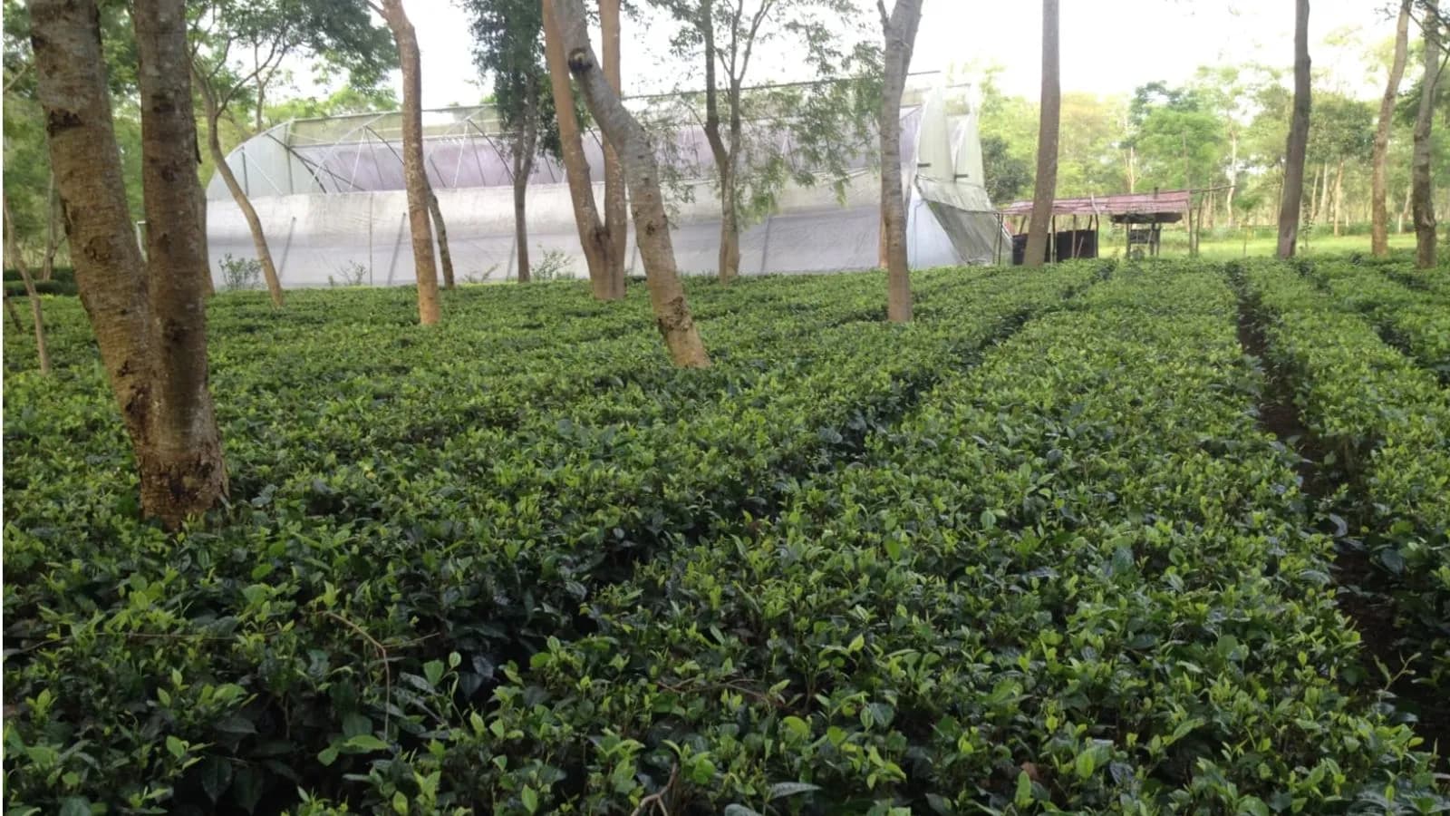A decades-old friendship, two tea families and the making of India’s first commercial matcha