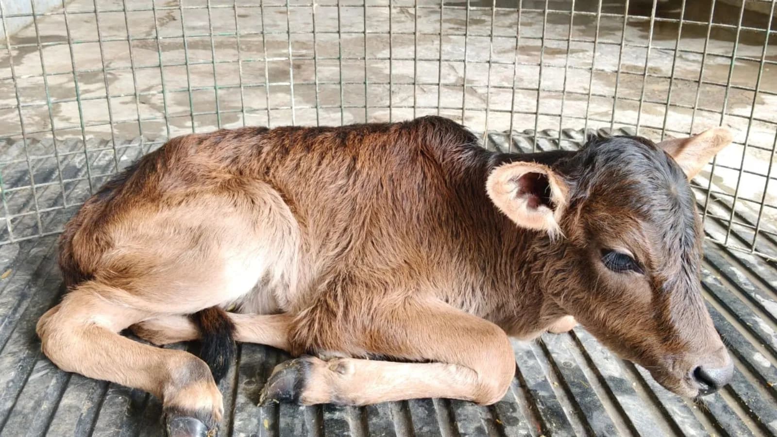Sahiwal cow gives birth to Badri calf via IVF in Uttarakhand