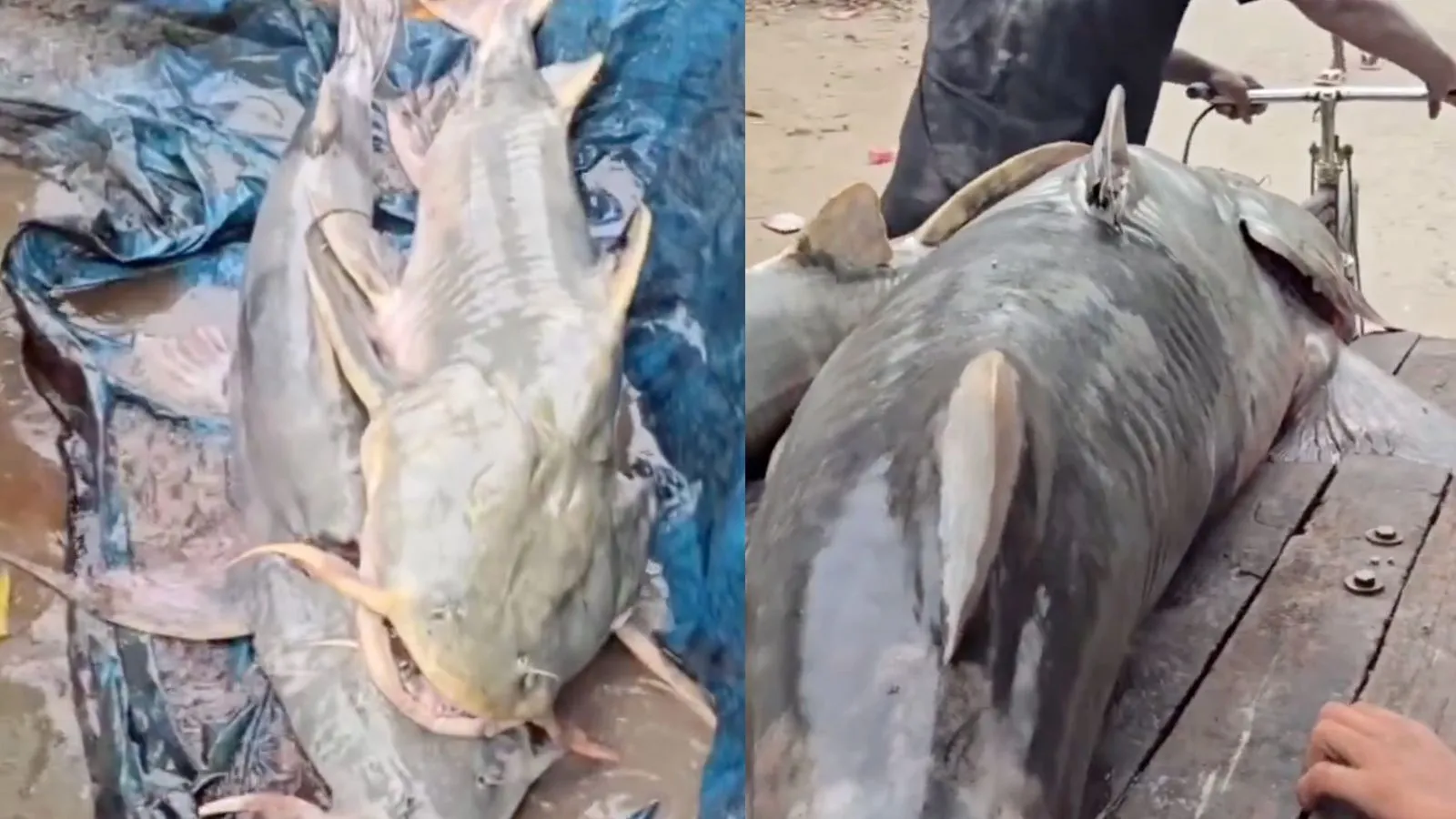 Bihar Government Issues Advisory Against Consumption of Fish from Nepal Floods